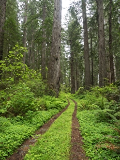 Images Dated 13th May 2017: CA, Del Norte Coast Redwoods State Park, Damnation Creek Trail and Redwood trees