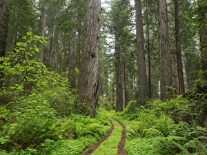 Images Dated 13th May 2017: CA, Del Norte Coast Redwoods State Park, Damnation Creek Trail and Redwood trees