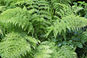 Images Dated 14th May 2016: CA, Del Norte Coast Redwoods State Park, Maidenhair Fern along Damnation Creek Trail