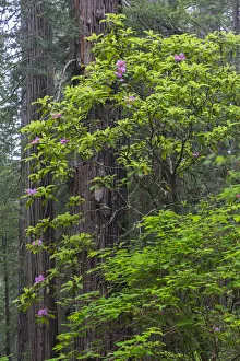 Images Dated 14th May 2016: CA, Del Norte Coast Redwoods State Park, Redwood trees and rhododendrons
