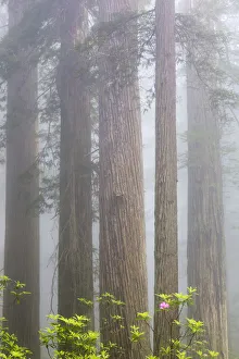 Public Lands Prints: CA, Del Norte Coast Redwoods State Park, redwood trees with rhododendrons