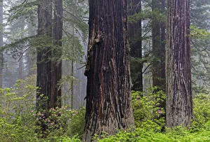 Images Dated 12th May 2016: CA, Del Norte Coast Redwoods State Park, redwood trees with rhododendrons