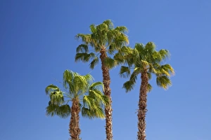 Fan Palm Prints: CA, Indio, fan palm trees