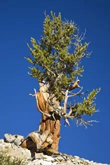 Images Dated 11th June 2006: CA, Inyo NF, Schulman Grove, Ancient Bristlecone Pine Forest, Bristlecone Pine