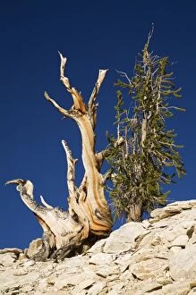Images Dated 10th June 2006: CA, Inyo NF, Schulman Grove, Ancient Bristlecone Pine Forest, Bristlecone Pine