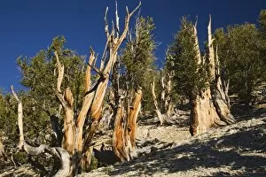Images Dated 10th June 2006: CA, Inyo NF, Schulman Grove, Ancient Bristlecone Pine Forest, Bristlecone Pines