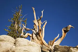 Images Dated 11th June 2006: CA, Inyo NF, Schulman Grove, Ancient Bristlecone Pine Forest, Bristlecone Pine