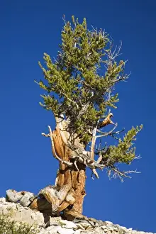 Images Dated 11th June 2006: CA, Inyo NF, Schulman Grove, Ancient Bristlecone Pine Forest, Bristlecone Pine