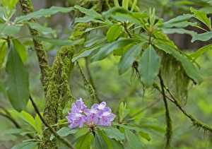 CA, Jedediah Smith Redwoods State Park, redwood trees and rhododendrons