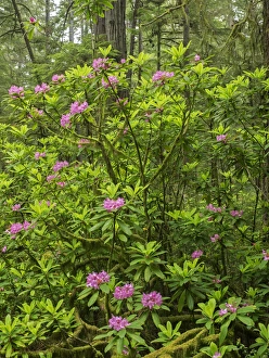 Jedediah Smith Prints: CA, Jedediah Smith Redwoods State Park, redwood trees and rhododendrons
