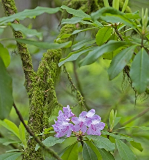 Images Dated 13th May 2016: CA, Jedediah Smith Redwoods State Park, redwood trees and rhododendrons