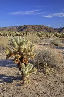 Images Dated 9th April 2011: CA, Joshua Tree NP, Cholla Cactus Garden with Teddy bear cactus