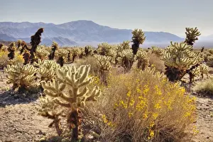 Cholla Prints: CA, Joshua Tree NP, Cholla Cactus Garden with Teddy bear cactus