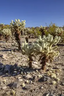 Images Dated 7th April 2011: CA, Joshua Tree NP, Cholla Cactus Garden with Teddy bear cactus