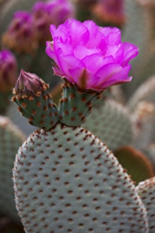 Images Dated 6th April 2011: CA, Joshua Tree NP, flowering Beavertail cactus