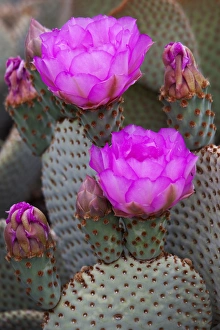 CA, Joshua Tree NP, flowering Beavertail cactus