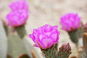 Images Dated 6th April 2011: CA, Joshua Tree NP, flowering Beavertail cactus