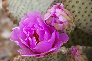 Images Dated 6th April 2011: CA, Joshua Tree NP, flowering Beavertail cactus