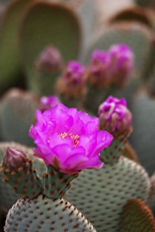 Images Dated 6th April 2011: CA, Joshua Tree NP, flowering Beavertail cactus