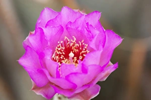 Images Dated 6th April 2011: CA, Joshua Tree NP, flowering Beavertail cactus