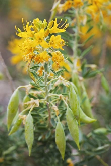 Images Dated 6th April 2011: CA, Joshua Tree NP, flowering bladderpod