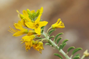Joshua Tree Prints: CA, Joshua Tree NP, flowering bladderpod
