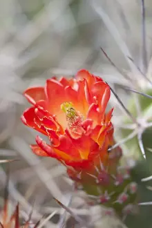 Images Dated 8th April 2011: CA, Joshua Tree NP, flowering Claret cup cactus (also called Hedgehog or Mojave mound