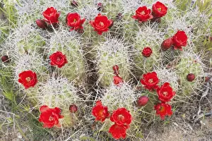 Public Lands Prints: CA, Joshua Tree NP, flowering Claret cup cactus (also called Hedgehog or Mojave mound