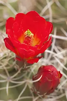 CA, Joshua Tree NP, flowering Claret cup cactus (also called Hedgehog or Mojave mound