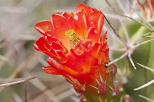 Images Dated 8th April 2011: CA, Joshua Tree NP, flowering Claret cup cactus (also called Hedgehog or Mojave mound