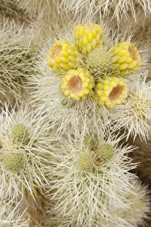 Cholla Prints: CA, Joshua Tree NP, flowering Teddy Bear cholla cactus
