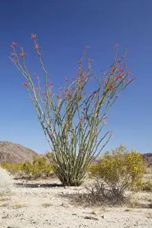 Images Dated 7th April 2011: CA, Joshua Tree NP, Ocotillo Patch with flowering Ocotillo