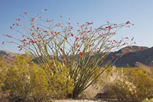 Ocotillo Prints: CA, Joshua Tree NP, Ocotillo Patch with flowering Ocotillo