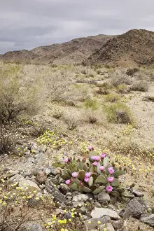 Public Lands Prints: CA, Joshua Tree NP, Pinto Basin with Desert Dandelion and flowering Beavertail cactus
