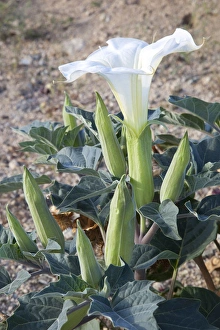 Joshua Tree Prints: CA, Joshua Tree NP, Sacred Datura