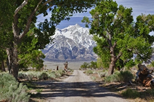 Images Dated 16th April 2011: CA, Owens Valley, Manzanar National Historic Site, relocation center for Japanese
