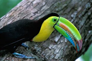 Toucan Prints: CA, Panama, Barro