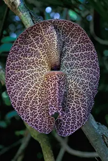 Tropical Rainforest Prints: CA, Panama, Barro Colorado Island aristolochia flower (Aristolochia sp. )