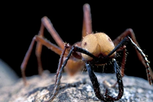 Images Dated 12th January 2005: CA, Panama, Barro Colorado Island army ant soldier portrait (Eciton buchelli)