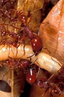 Images Dated 13th January 2005: CA, Panama, Barro Colorado Island army ant attacking beetle larvae (Labidus sp. )