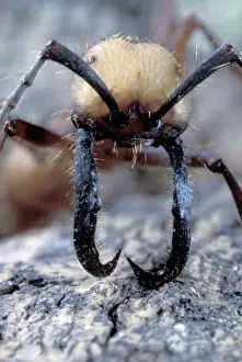 Rainforest Prints: CA, Panama, Barro Colorado Island army ant soldier portrait (Eciton buchelli)