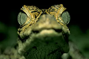 Images Dated 13th January 2005: CA, Panama, Barro Colorado Island baby Narrow-snouted Spectacled Caiman portrait