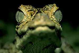 Tropical Rainforest Prints: CA, Panama, Barro Colorado Island baby Narrow-snouted Spectacled Caiman portrait
