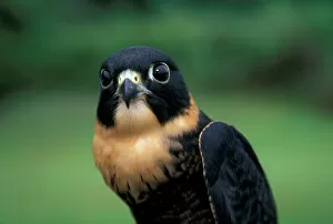 CA, Panama, Barro Colorado Island bat falcon portrait (Falco rufigularis)