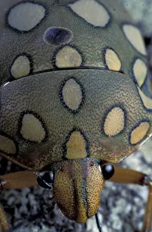 Images Dated 14th January 2004: CA, Panama, Barro Colorado Island Beetle (order Coleoptera)