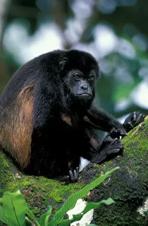 Images Dated 13th January 2005: CA, Panama, Barro Colorado Island black howler monkey (Alouatta palliata)