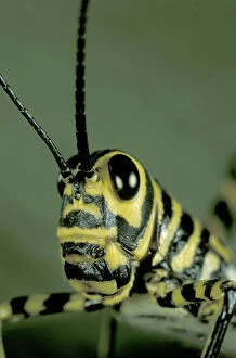 CA, Panama, Barro Colorado Island Black and yellow grasshopper