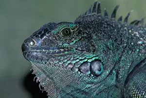 Tropical Rainforest Prints: CA, Panama, Barro Colorado Island female Green Iguana portrait (Iguana iguana)