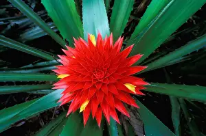 Pineapple Prints: CA, Panama, Barro Colorado Island flower of bromeliad, wild pineapple (Aechmea
