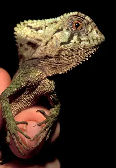 Tropical Rainforest Prints: CA, Panama, Barro Colorado Island forest lizard (Corytophaenes cristatus)